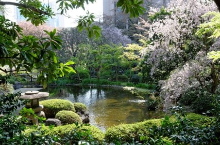 Jardín con distintos tipos de plantas combinadas