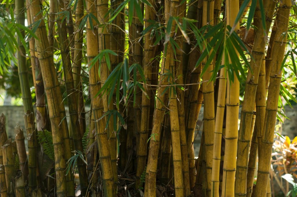 Mata de bambú creciendo en un jardín