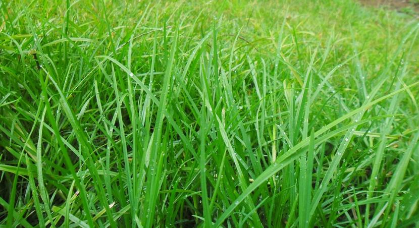 Hierbas espontáneas creciendo en el suelo de un jardín