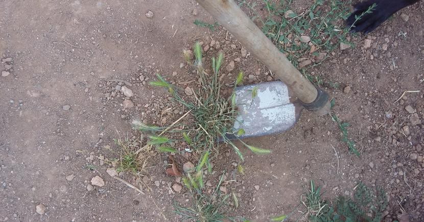 Eliminando malas hierbas con azada en el suelo del jardín