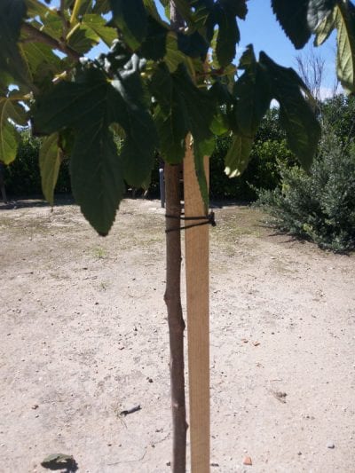 Árbol joven sujeto con un tutor de madera