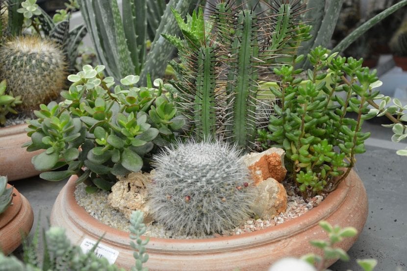Suculentas plantadas en macetas con sustrato mineral