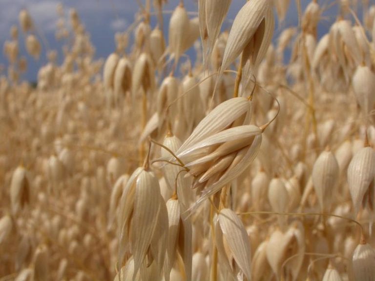 Cultivo de avena empleado como abono verde