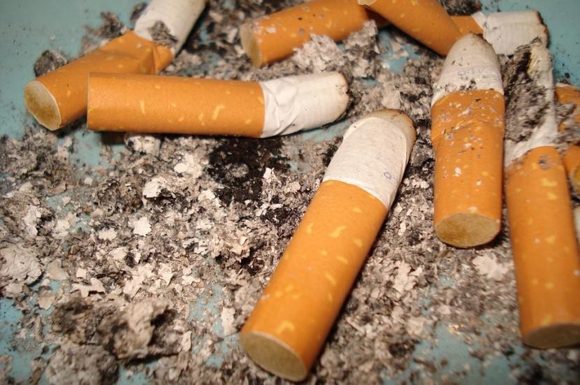 Hojas de tabaco secas usadas para preparar macerado insecticida