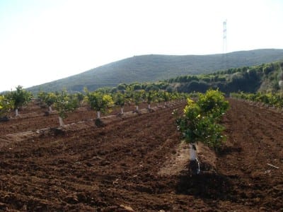 Tierra de jardín trabajada con enmienda orgánica