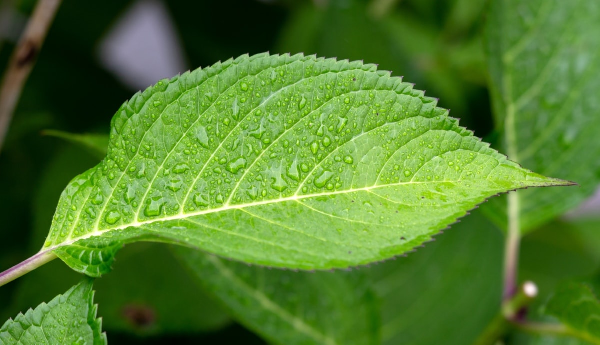 Abono foliar casero: recetas, dosis y cómo aplicarlo
