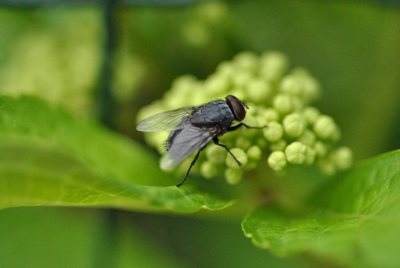 Mosca posada sobre una hoja verde