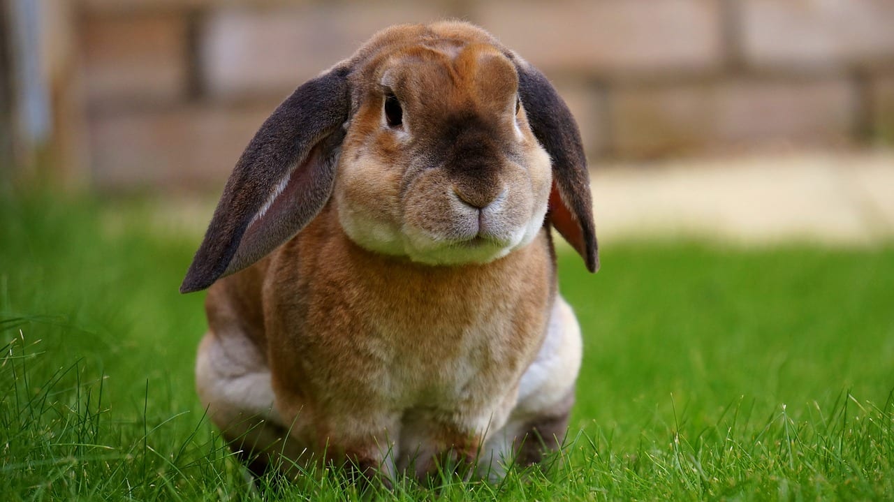 Repelente casero para conejos: receta, dosis y aplicación