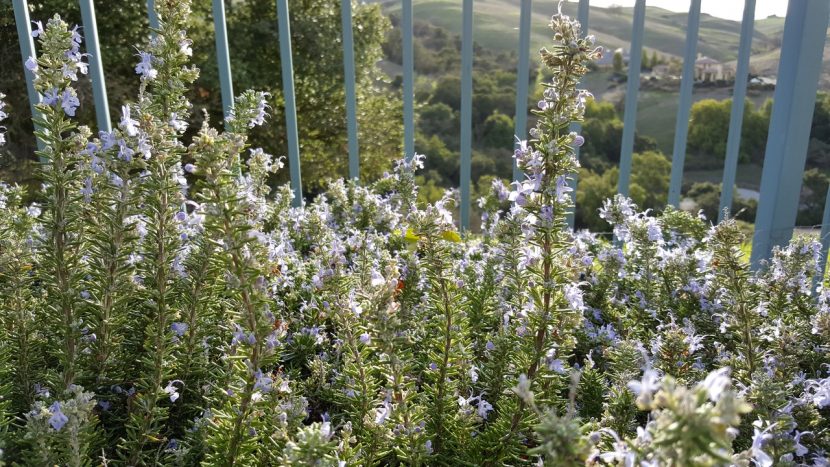 Mata de romero en flor
