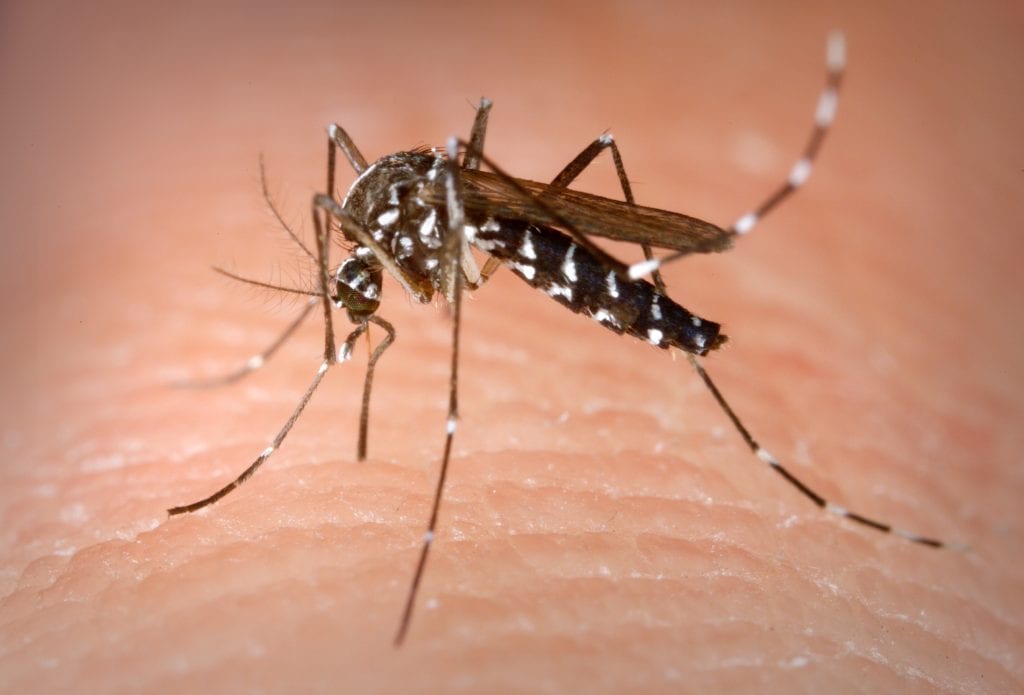 Cómo hacer una trampa para mosquitos casera