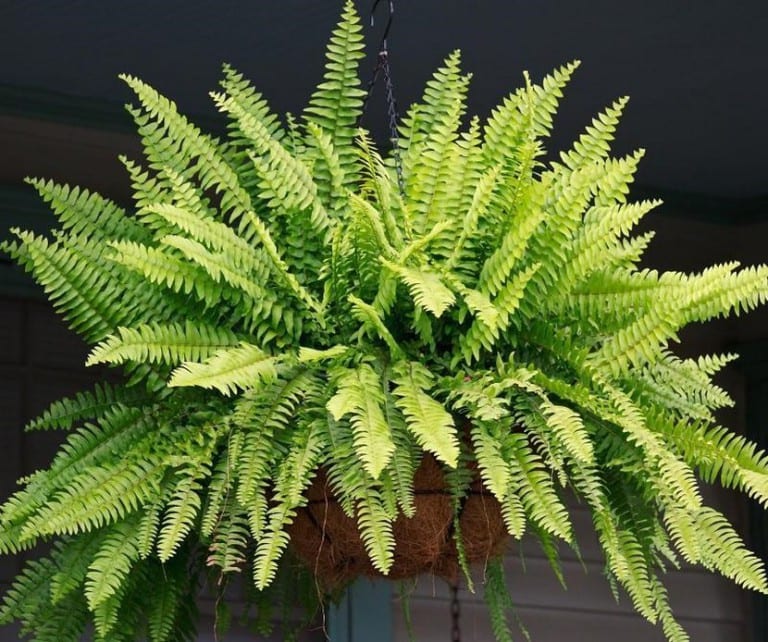 Helechos de interior con frondes finas