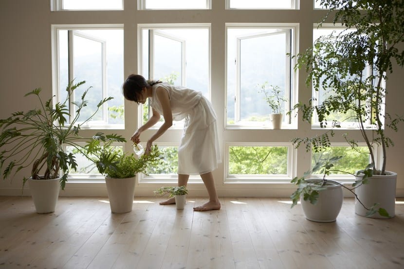 Cómo limpiar las plantas de interior sin dañar las hojas