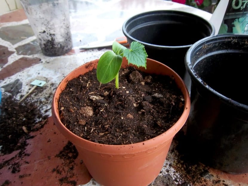Tierra de macetas en buen estado, suelta y con estructura
