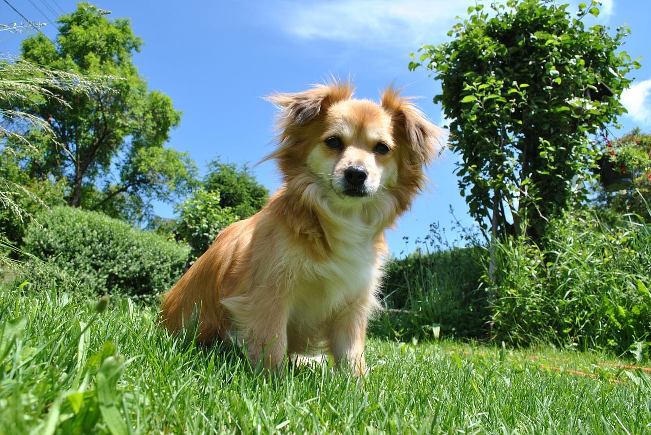 Perro joven jugando en la zona de césped de un jardín