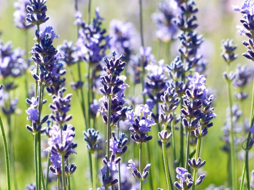 Espigas de lavanda en flor a plena luz