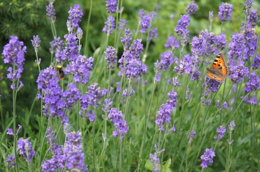 Mata de lavanda en flor con una mariposa posada sobre las espigas