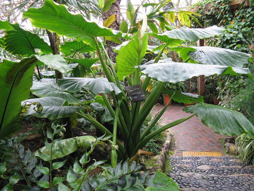 Cómo proteger las plantas del sol y el calor extremo