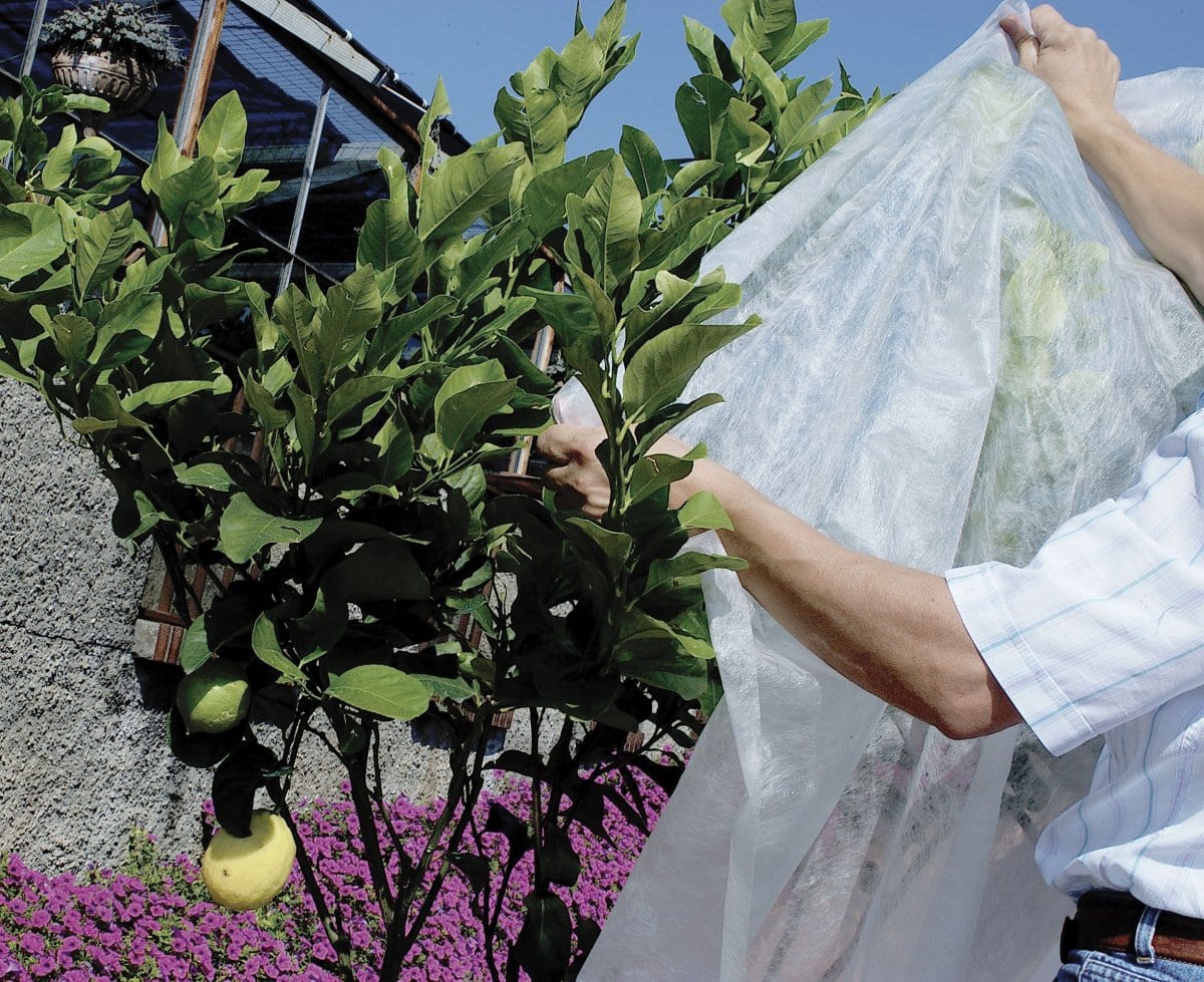 Proteger las plantas de las heladas: guía práctica