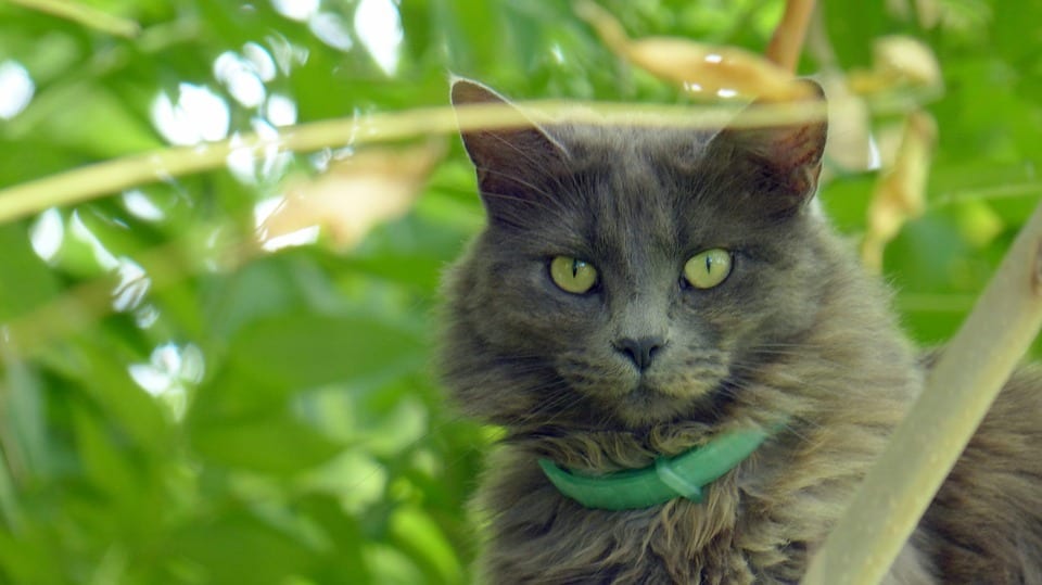 Cómo proteger las plantas de los gatos sin dañar al animal