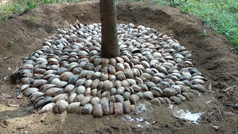 Acolchado o mulching de corteza alrededor de una planta
