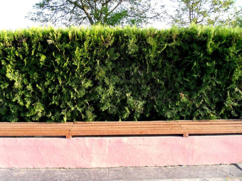 Seto cortaviento formado por arbustos densos