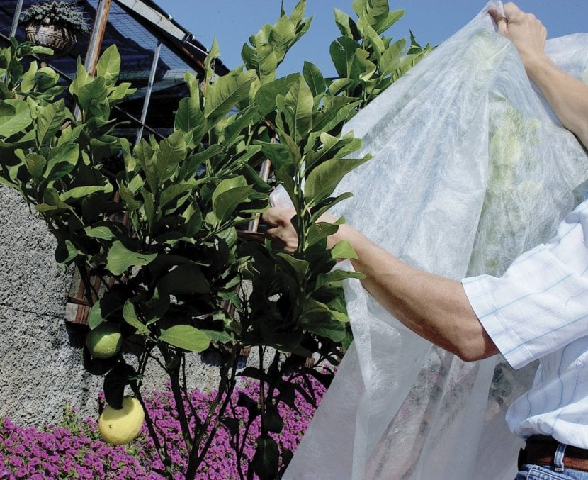 Tela antiheladas cubriendo plantas en el jardín