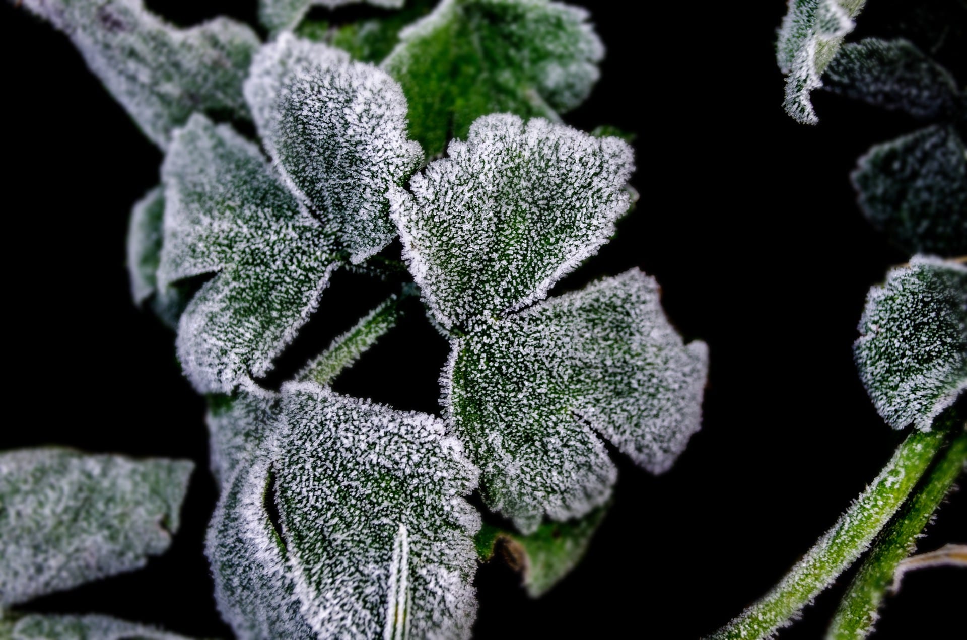 Recuperar plantas congeladas tras una helada: guía práctica