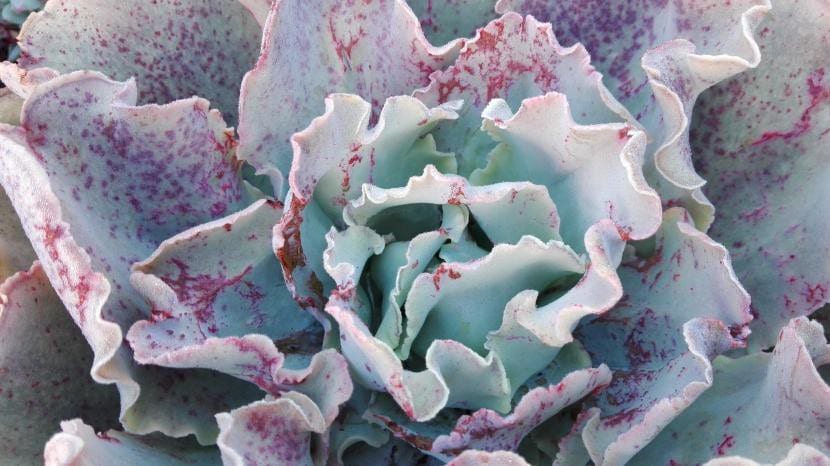 Roseta de echeveria con daños de frío en las hojas exteriores