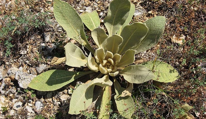 Planta rebrotando después de un periodo de sequía