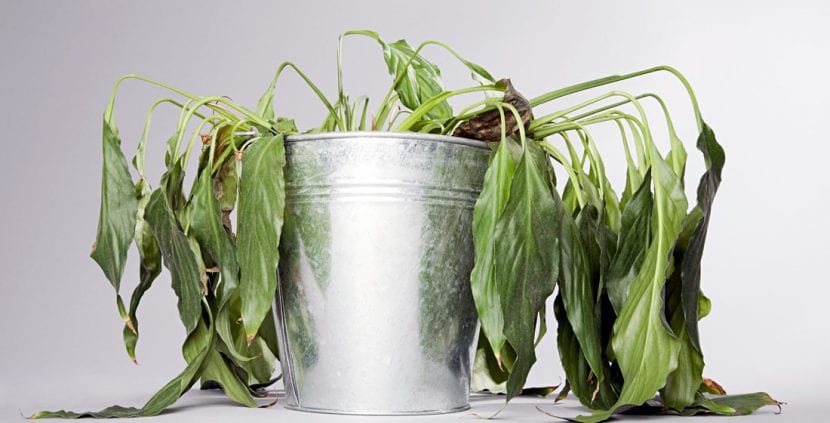 Planta marchita en maceta