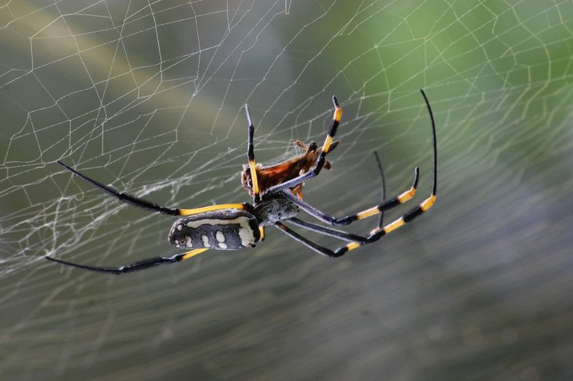 Araña en su tela en el jardín