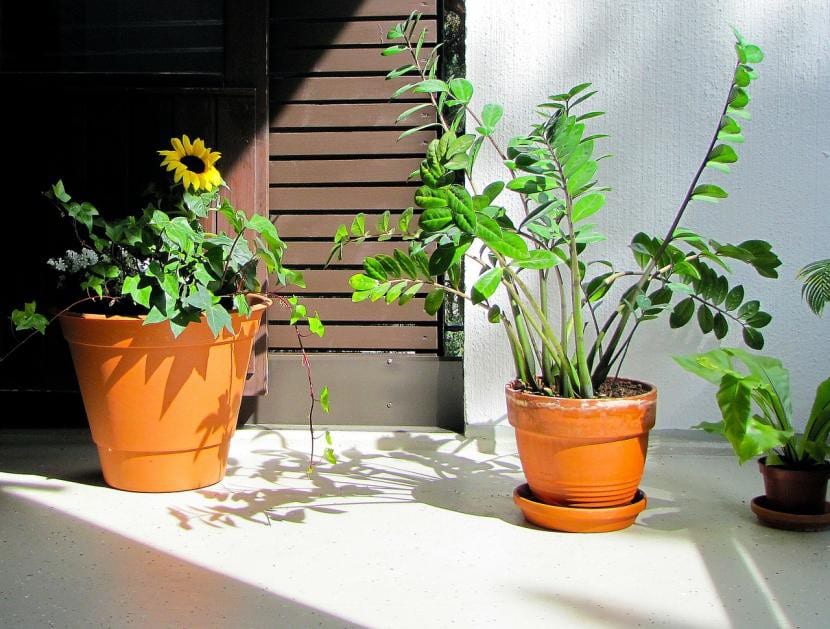 Zamioculcas, planta que almacena agua en sus rizomas