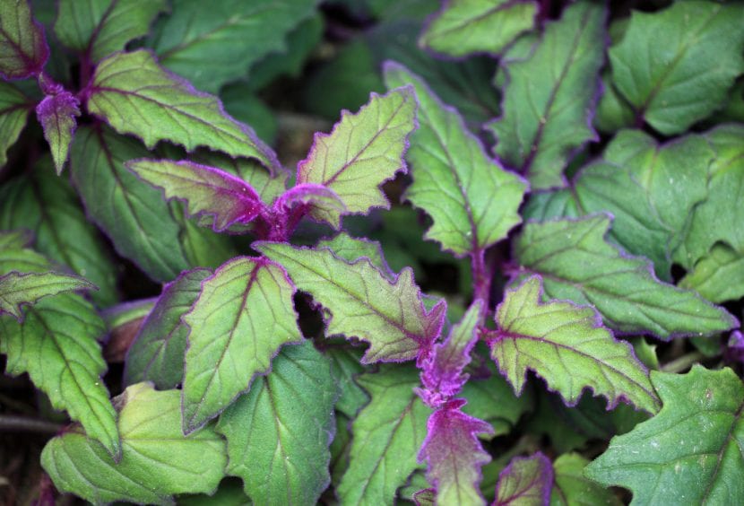 Planta de Gynura, de hoja aterciopelada y sensible a los tratamientos con aceite
