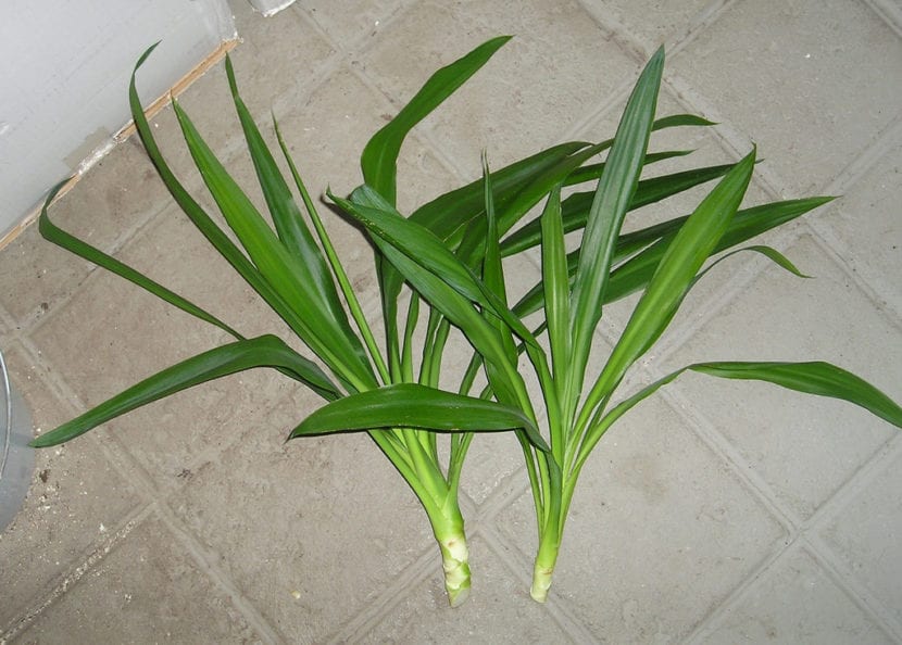 Esquejes de yuca cortados en secciones de tallo