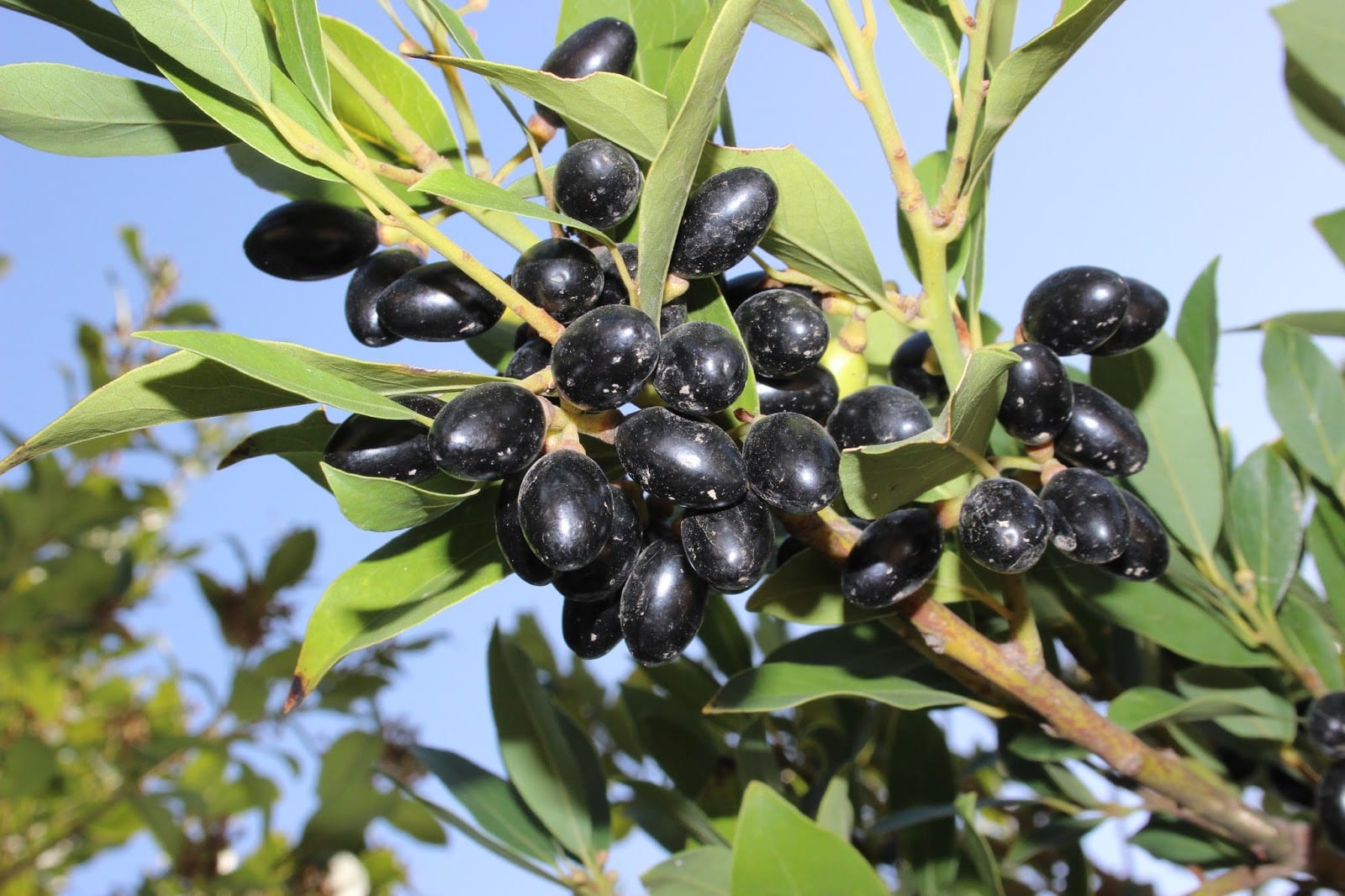Cómo sembrar el fruto del laurel paso a paso