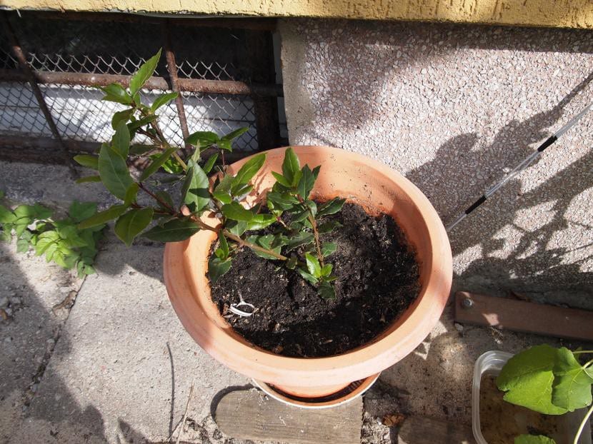 Ejemplar joven de laurel cultivado en maceta