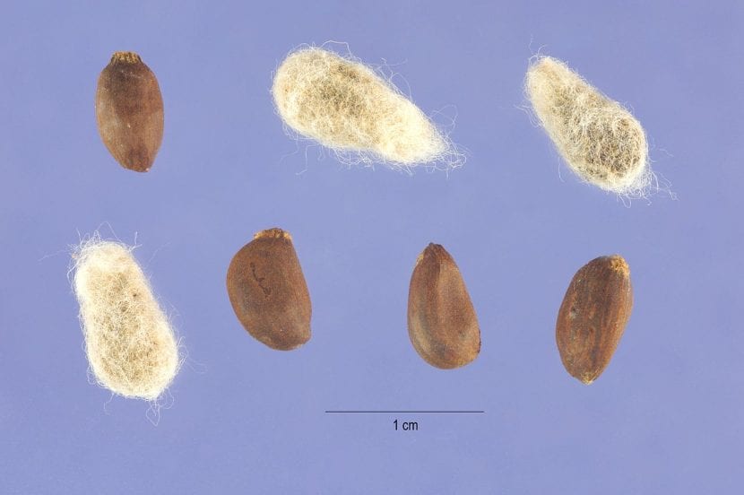 Semillas de algodón de Gossypium hirsutum cubiertas de borra
