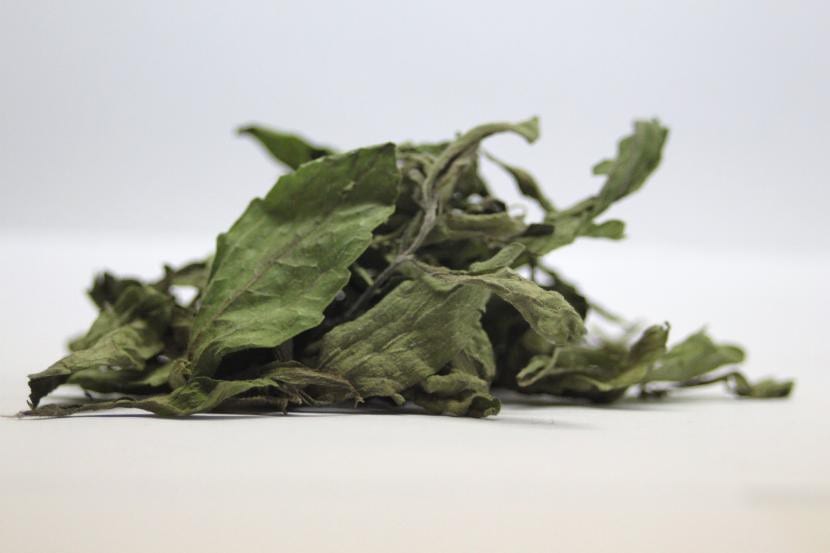 Hojas secas de Stevia rebaudiana listas para triturar y guardar
