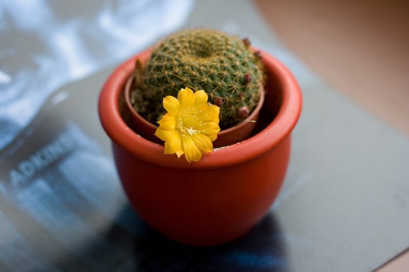 Cactus del género Rebutia en maceta