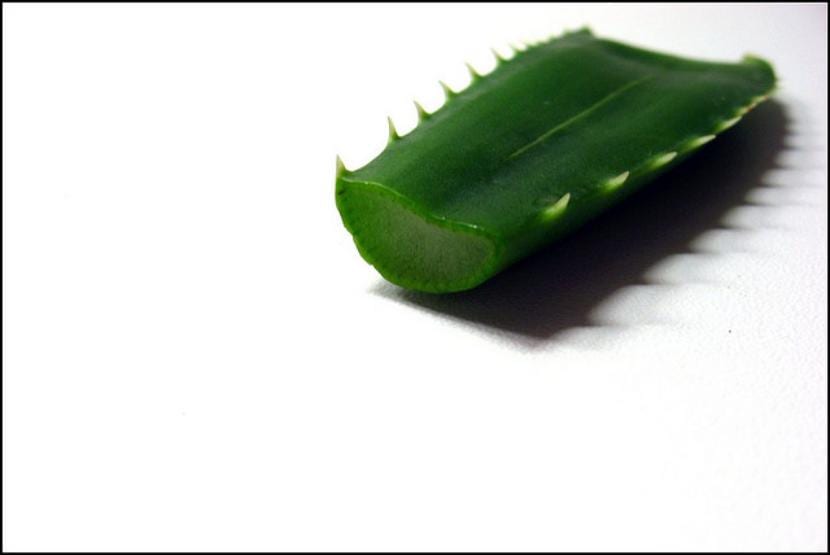 Planta de aloe vera