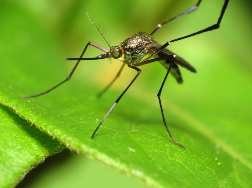 Picaduras de mosquito infectadas: señales y qué hacer