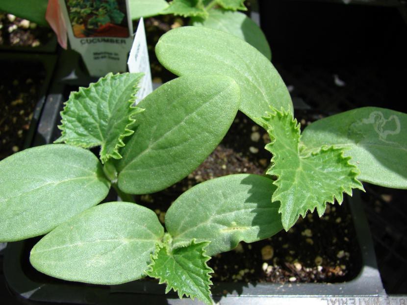 Brotes jóvenes de pepino en pleno crecimiento, el momento de mayor demanda de nitrógeno