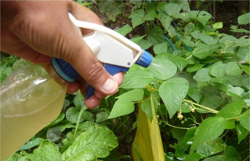 Cómo usar insecticidas sin riesgos en el jardín