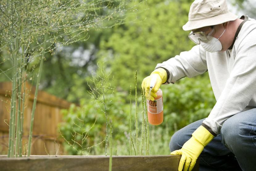 Aplicación de tratamiento fitosanitario en el jardín