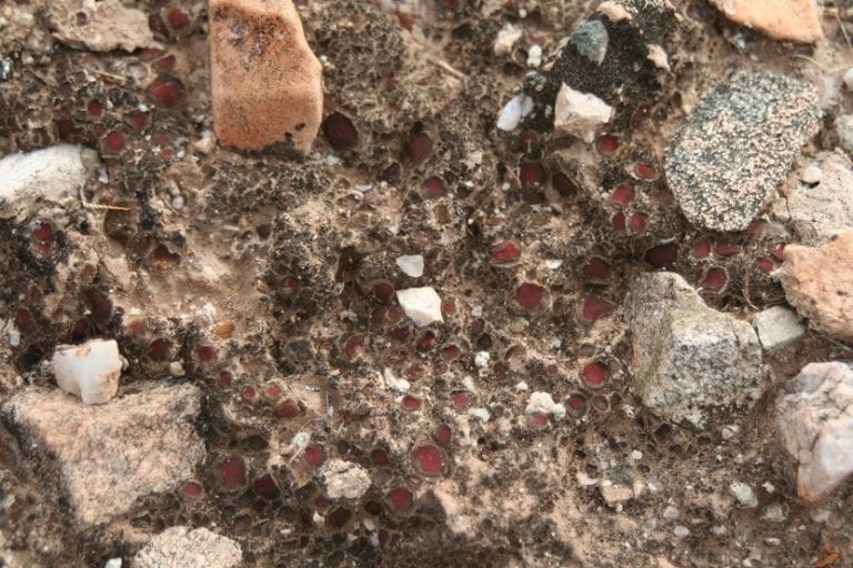 Partículas minerales que forman la fracción sólida del suelo