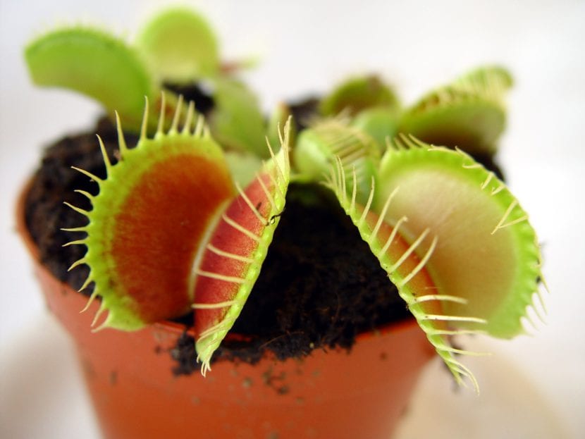 Planta carnívora Dionaea muscipula con sus trampas abiertas