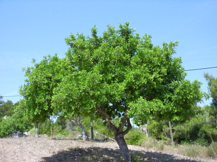 Algarrobo, árbol mediterráneo resistente a la sequía