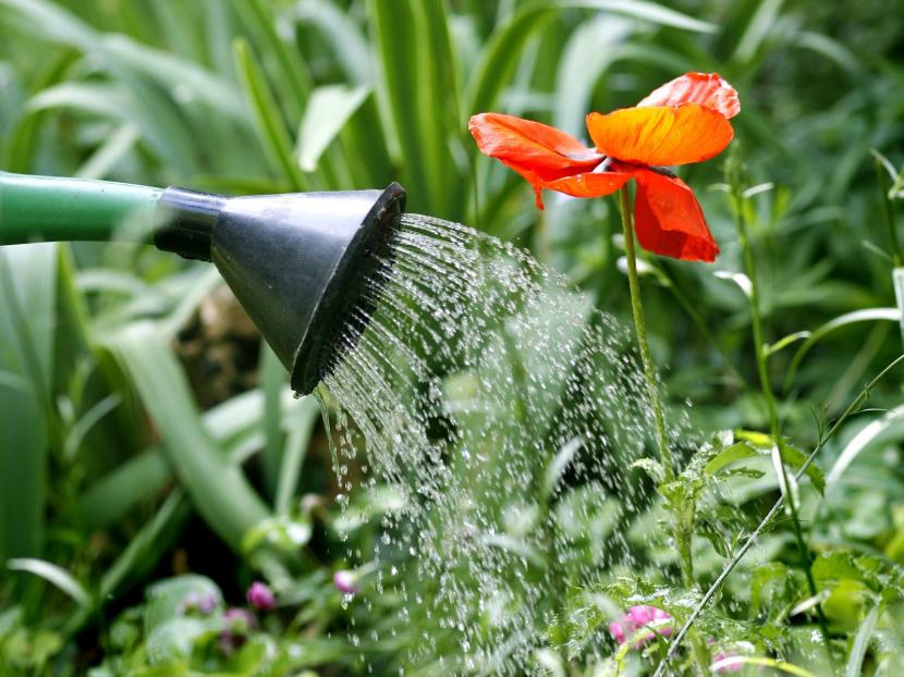 Ahorrar agua de riego en el jardín: guía práctica