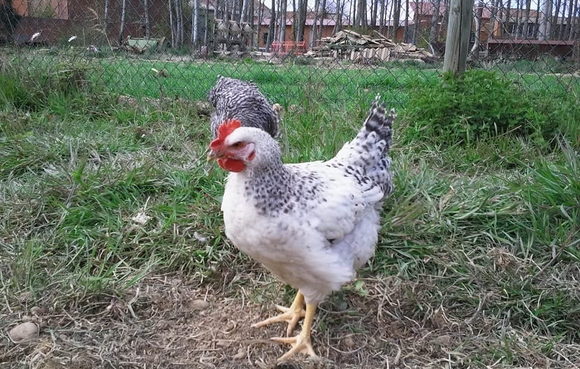 Gallinas en el jardín: gallinero, cuidados y normativa