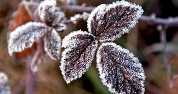 Cuidar las plantas en invierno: riego, frío y abonado